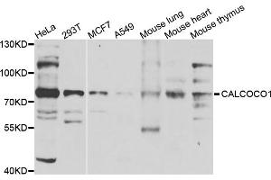 Western blot analysis of extracts of various cell lines, using CALCOCO1 antibody (ABIN5975736) at 1/1000 dilution. (CALCOCO1 anticorps)