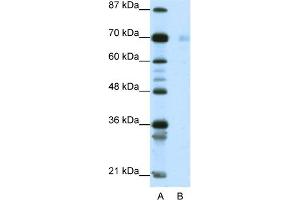 WB Suggested Anti-HSP90AB1 Antibody Titration:  1. (HSP90AB1 anticorps  (C-Term))