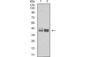 Western blot analysis using HLA-B mouse mAb against Ramos (1) and A431 (2) cell lysate. (HLA-B anticorps  (AA 241-362))