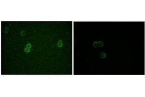 Immunocytochemistry (ICC) image for anti-Apolipoprotein M (APOM) antibody (ABIN1842853) (Apolipoprotein M anticorps)