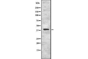 Western blot analysis of KLF8 using COS7 whole cell lysates (KLF8 anticorps)