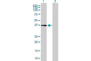 Western Blot analysis of CFHR1 expression in transfected 293T cell line by CFHR1 MaxPab polyclonal antibody.