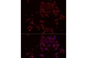 Immunofluorescence analysis of MCF7 cells using NRBF2 Polyclonal Antibody (NRBF2 anticorps)