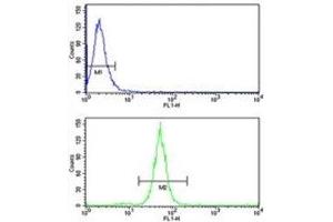 TGN46 antibody flow cytometry analysis of MDA-MB231 cells (green) compared to a negative control (blue).