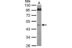 WB Image Sample (20 ug of whole cell lysate) A: Human ESC 10% SDS PAGE antibody diluted at 1:1000