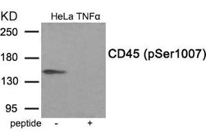 Western blot analysis of extracts from HeLa cells treated with TNF using Phospho-CD45 (Ser1007) antibody.