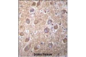 RASGRP2 Antibody (N-term) (ABIN656117 and ABIN2845456) immunohistochemistry analysis in formalin fixed and paraffin embedded human brain tissue followed by peroxidase conjugation of the secondary antibody and DAB staining.