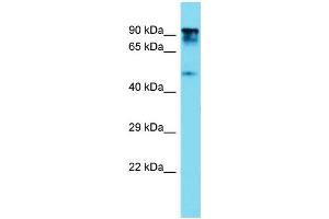 Host: Rabbit  Target Name: Ptpn12  Sample Tissue: Rat Thymus lysates  Antibody Dilution: 1. (PTPN12 anticorps  (C-Term))