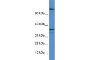 Image no. 1 for anti-Transcription Elongation Factor A Protein 1 (TCEA1) (C-Term) antibody (ABIN6746165) (TCEA1 anticorps  (C-Term))