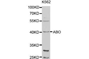 Western blot analysis of extracts of K-562 cells, using ABO antibody (ABIN5970766) at 1/1000 dilution. (ABO anticorps)