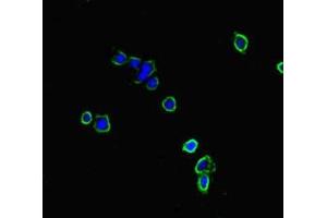 Immunofluorescent analysis of HepG2 cells using ABIN7161242 at dilution of 1:100 and Alexa Fluor 488-congugated AffiniPure Goat Anti-Rabbit IgG(H+L) (NBEAL2 anticorps  (AA 1360-1574))