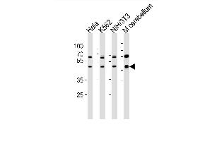 Western blot analysis of lysates from Hela, K562, mouse NIH/3T3 cell line and mouse cerebellum tissue lusate(from left to right), using Mouse Actl6a Antibody (C-term) (ABIN6243021 and ABIN6577593). (BAF53A anticorps  (C-Term))