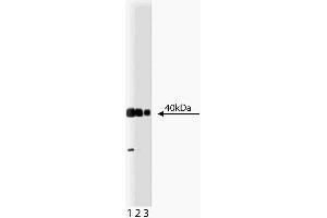 Western blot analysis of Crk on a HeLa lysate. (Crk anticorps  (AA 102-304))