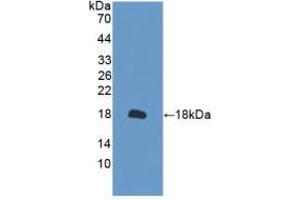 Western blot analysis of recombinant Mouse PRDX2. (Peroxiredoxin 2 anticorps  (AA 6-164))