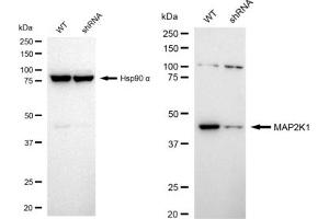Western blotting analysis using MAP2K1 antibody (ABIN7799461). (Recombinant MEK1 anticorps)
