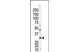 Antibody is used in Western blot to detect STK16 in mouse brain tissue lysate. (STK16 anticorps  (N-Term))