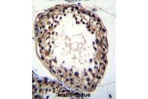 anti-Tetratricopeptide Repeat Domain 23-Like (TTC23L) (AA 326-357), (C-Term) antibody