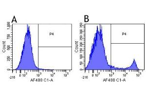Flow-cytometry using anti-CD8a antibody YTS 105. (Recombinant CD8 alpha anticorps)