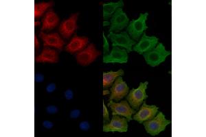 ABIN6257616 and ABIN6275245 staining Hela cells by IF/ICC. (MRPL49 anticorps  (Internal Region))
