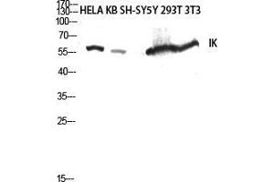 Western Blot (WB) analysis of HeLa, KB, SH-SY5Y, 293T, 3T3 lysis using IK antibody.