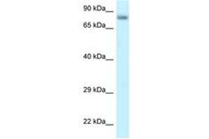 Image no. 1 for anti-Protein Phosphatase 6, Regulatory Subunit 3 (PPP6R3) (AA 627-676) antibody (ABIN6747777) (PPP6R3 anticorps  (AA 627-676))