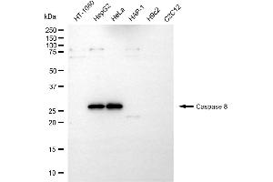 Western blotting analysis using caspase 8 antibody (ABIN7797908).