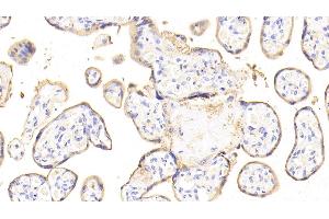 Detection of ANXA4 in Human Placenta Tissue using Polyclonal Antibody to Annexin A4 (ANXA4)