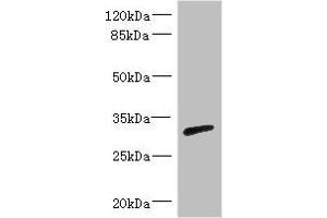 Western blot All lanes: RPIA antibody IgG at 3. (Ribose 5-Phosphate Isomerase A (RPIA) (AA 82-311) anticorps)