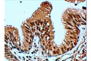 Immunohistochemistry (4μg/ml) staining of paraffin embedded Human Lung. (FBXL12 anticorps  (C-Term))