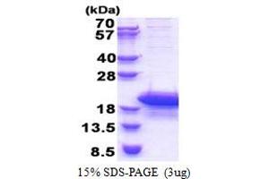SDS-PAGE (SDS) image for cAMP-Regulated Phosphoprotein, 19kDa (ARPP19) (AA 1-112) protein (His tag) (ABIN5853398)