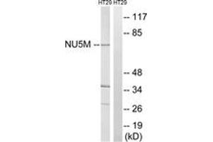 Western Blotting (WB) image for anti-Mitochondrially Encoded NADH Dehydrogenase 5 (MT-ND5) (AA 328-377) antibody (ABIN2890444) (MT-ND5 anticorps  (AA 328-377))