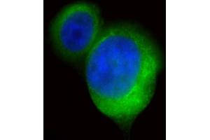 Immunofluorescent analysis of 4 % paraformaldehyde-fixed, 0.