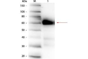 Western Blot of Rabbit anti-Alkaline Phosphatase (Calf Intestine) Antibody. (Alkaline Phosphatase anticorps)