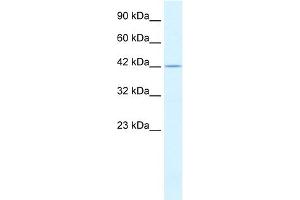 WB Suggested Anti-PSMD4 Antibody Titration:  0.