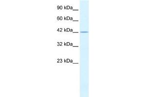 WB Suggested Anti-PSMD4 Antibody Titration:  0. (PSMD4/ASF anticorps  (C-Term))