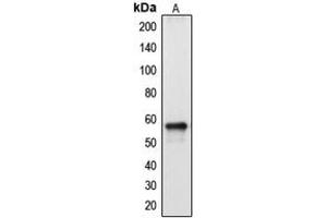Western blot analysis of Cytochrome P450 2A13 expression in HepG2 (A) whole cell lysates.
