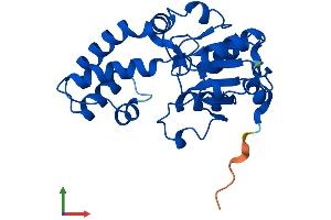 AlphaFold protein structure predicition of Mouse Recombinant Pudp Protein, UniprotID Q9D5U5