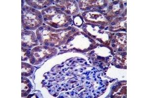 NPC1 antibody immunohistochemistry analysis in formalin fixed and paraffin embedded human kidney tissue.
