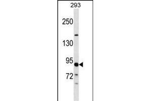 TUBGCP3 Antibody (C-term) (ABIN1537596 and ABIN2848527) western blot analysis in 293 cell line lysates (35 μg/lane). (TUBGCP3 anticorps  (C-Term))