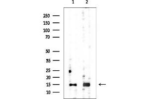 Western blot analysis of lysates from various samples, using C8orf4 Mouse Monoclonal Antibody at 1/1000 dilution.