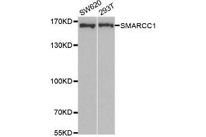 Western Blotting (WB) image for anti-SWI/SNF Related, Matrix Associated, Actin Dependent Regulator of Chromatin, Subfamily C, Member 1 (SMARCC1) antibody (ABIN1877114) (SMARCC1 anticorps)