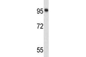 Western blot analysis of Nucleolin antibody and 293 lysate.