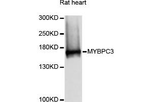 Western blot analysis of extracts of rat heart, using MYBPC3 antibody (ABIN6291566) at 1:3000 dilution. (MYBPC3 anticorps)