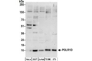 Western Blotting (WB) image for anti-Polymerase (RNA) I Polypeptide D, 16kDa (POLR1D) (AA 1-50) antibody (ABIN7453274)