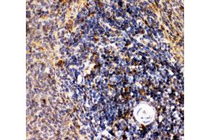 Anti-CD10 Picoband antibody,  IHC(P): Rat Spleen Tissue