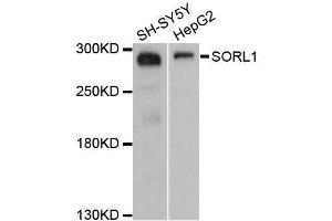 Western blot analysis of extracts of various cell lines, using SORL1 antibody. (SORL1 anticorps  (AA 2065-2214))