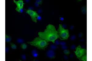 Anti-HSPA1A mouse monoclonal antibody (ABIN2453147) immunofluorescent staining of COS7 cells transiently transfected by pCMV6-ENTRY HSPA1A (RC200270). (HSP70 1A anticorps)