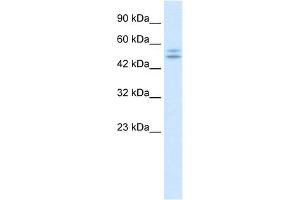 WB Suggested Anti-P2RX2 Antibody Titration:  0.