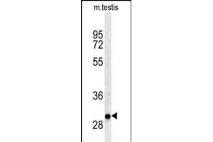 ITGB1BP3 Antibody (Center) (ABIN650725 and ABIN2839412) western blot analysis in mouse testis tissue lysates (35 μg/lane). (ITGB1BP3 anticorps  (AA 156-186))