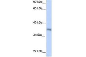Image no. 1 for anti-Hexamthylene Bis-Acetamide Inducible 2 (HEXIM2) (N-Term) antibody (ABIN6743044) (HEXIM2 anticorps  (N-Term))